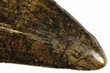 Beautiful Serrated Tyrannosaur Tooth - Judith River Formation #313297-2